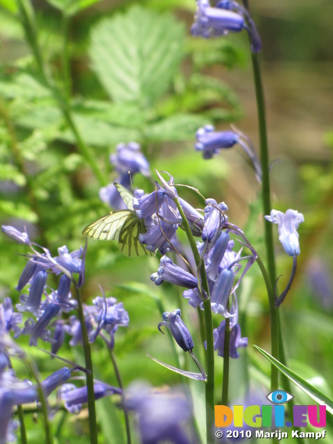 SX14476 Green-veined White butterfly (Pieris napi) on Bluebells (Scilla non-scripta)